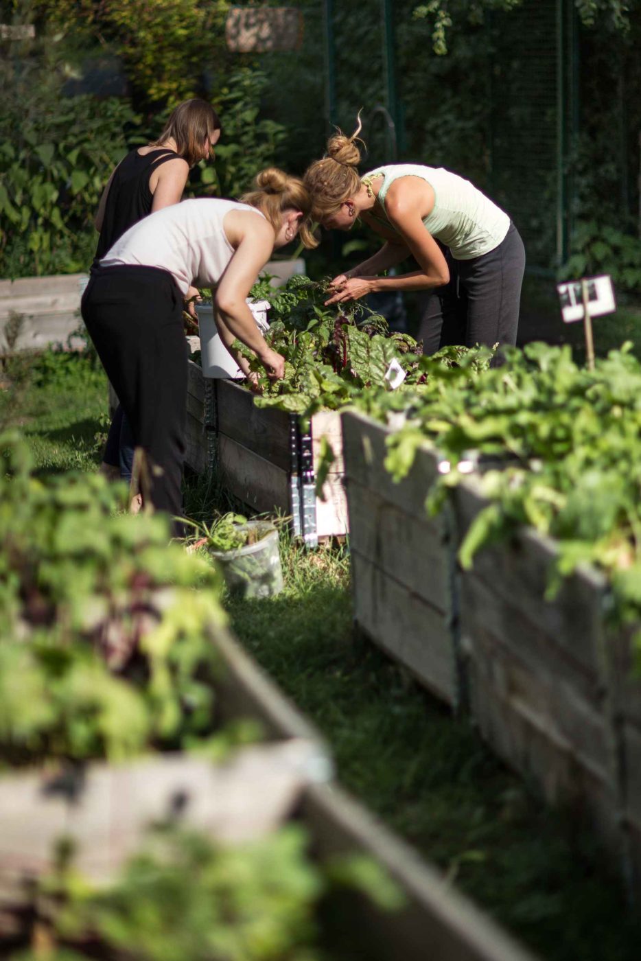 Soziale und urbane Landwirtschaft im Leipziger Westen mit ANNALINDE