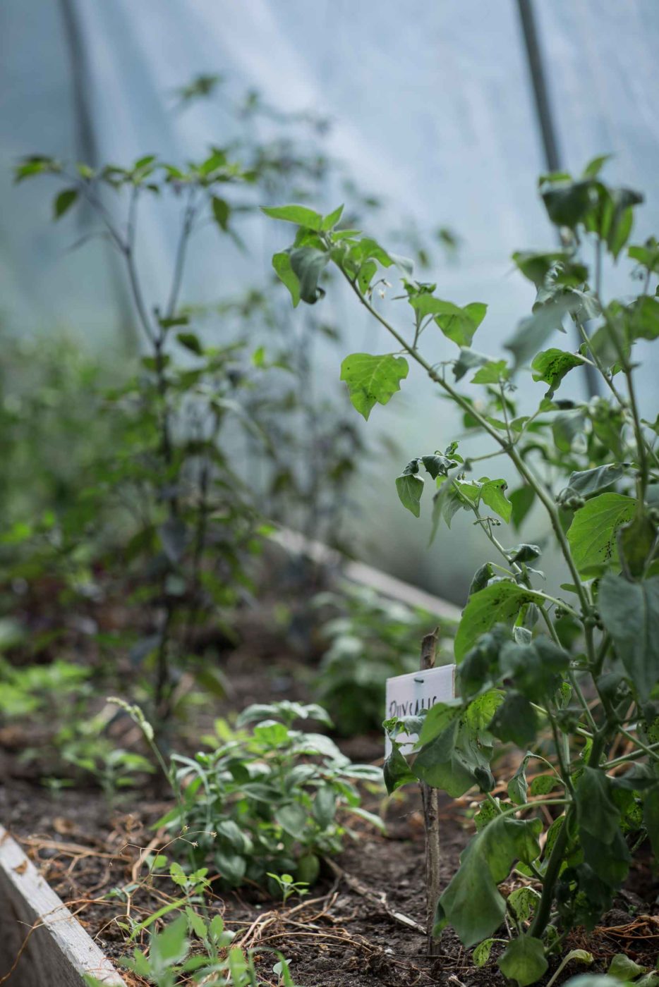 Soziale und urbane Landwirtschaft im Leipziger Westen mit ANNALINDE